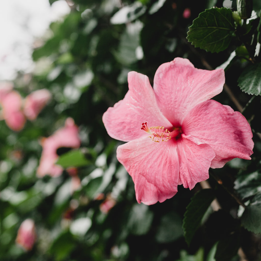 the benefits of the pink hibiscus – drlauranne